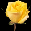 aalsmer gold